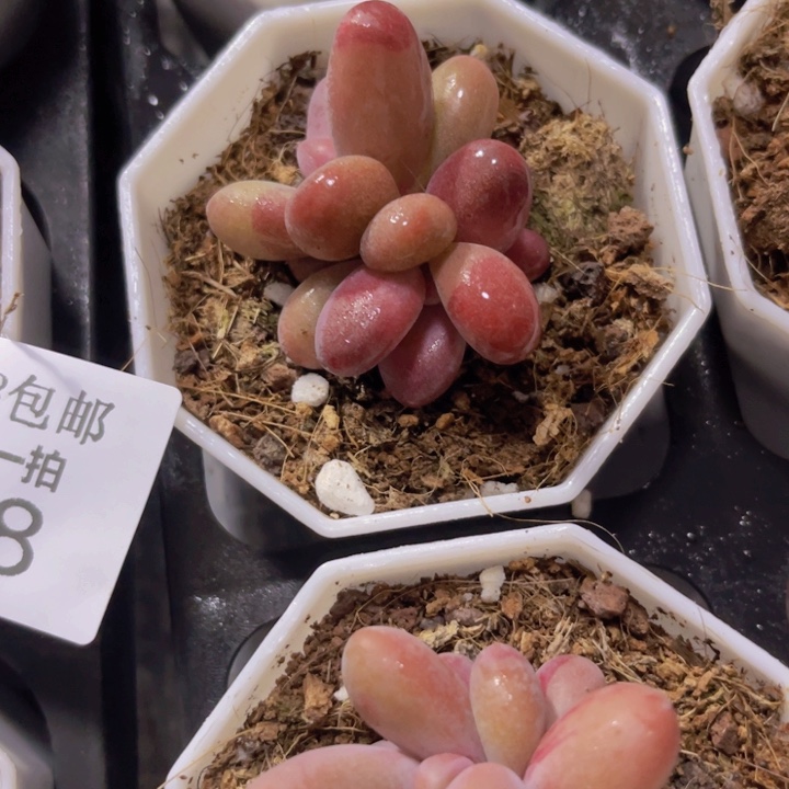 开***8糖果拉丝锦多肉植物561