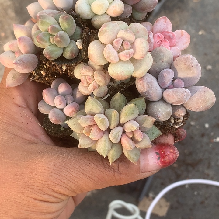 象牙双蛋黄彩虹糖果樱花芭比香水车厘子咖啡樱桃双