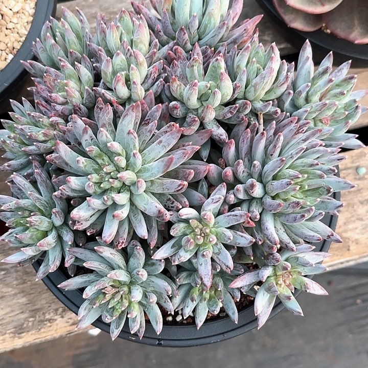 多肉植物，炫彩星