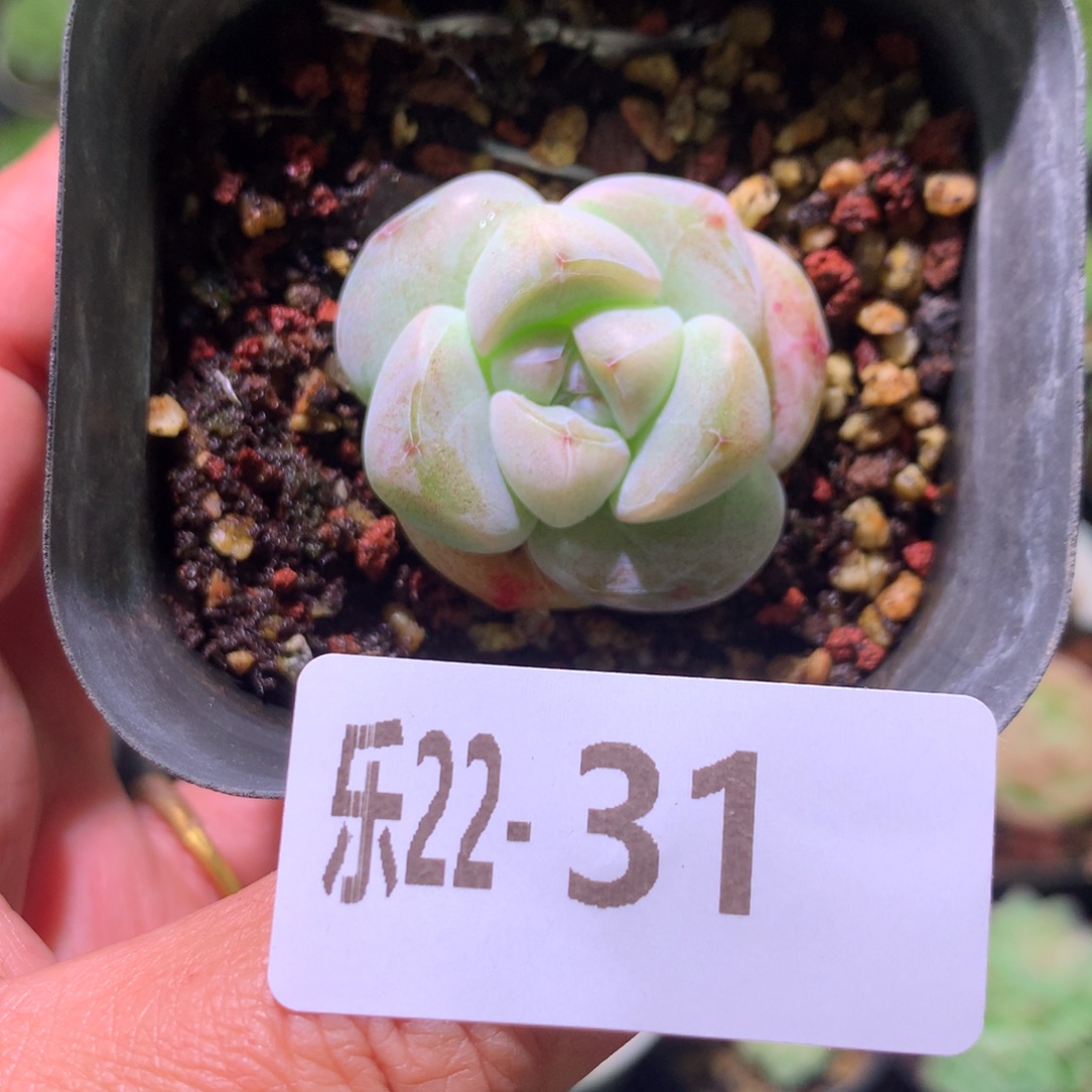 乐然22-31 糖心冰玉