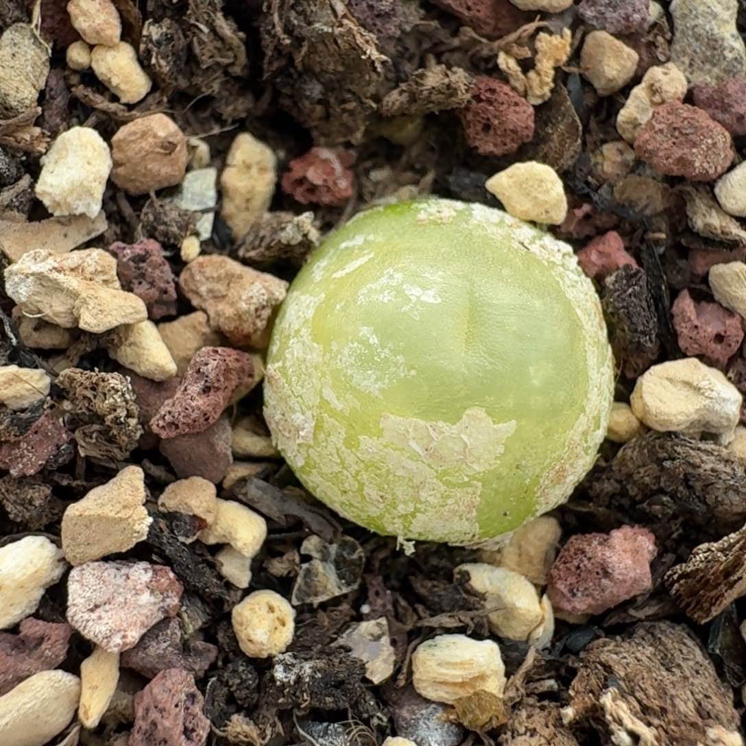 25-62拉拉0000000000000