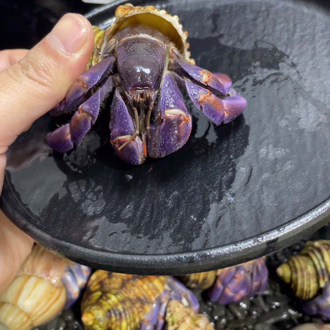 寄居蟹，寄居蟹，寄居蟹