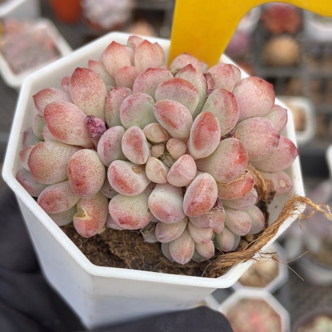 1929红蛋多肉植物保护