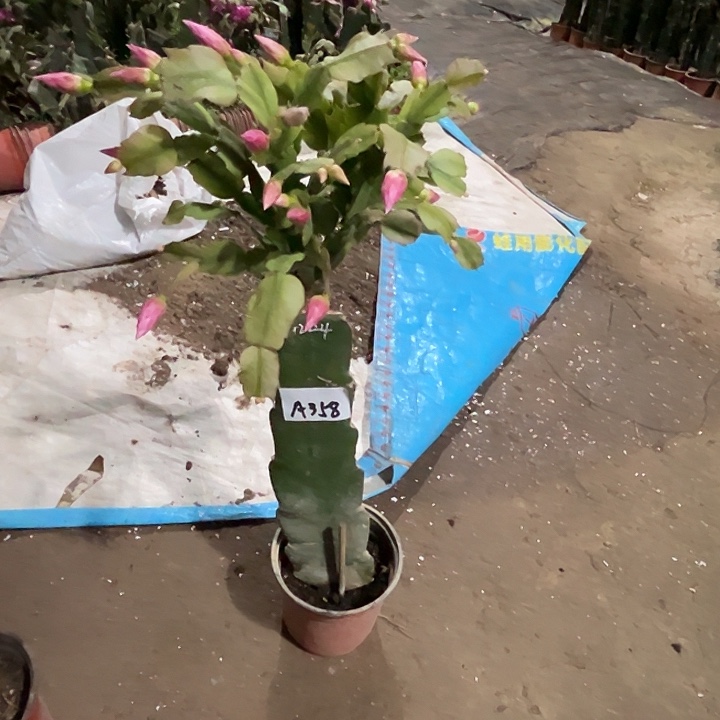 完全开放A358PG2224