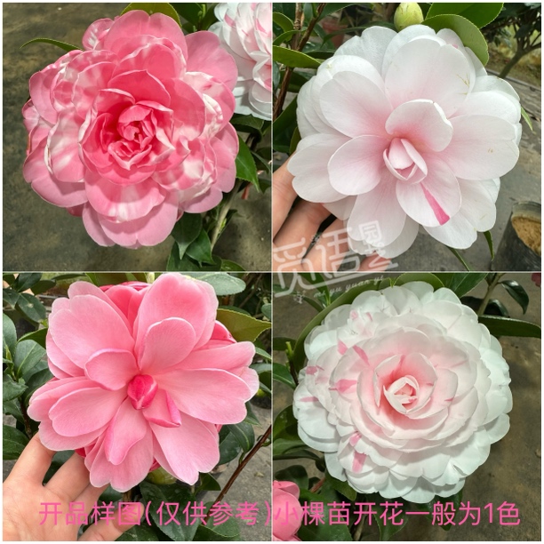 乔伊百变女王多色超大花乔伊茶花盆栽带花苞室内外好养花卉绿植