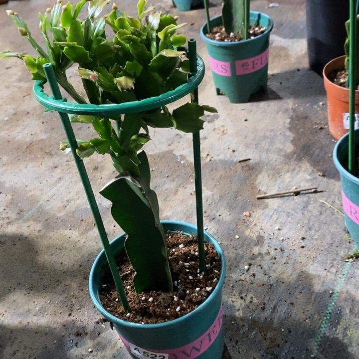 当前无花栽培后可以开花522嫁接066