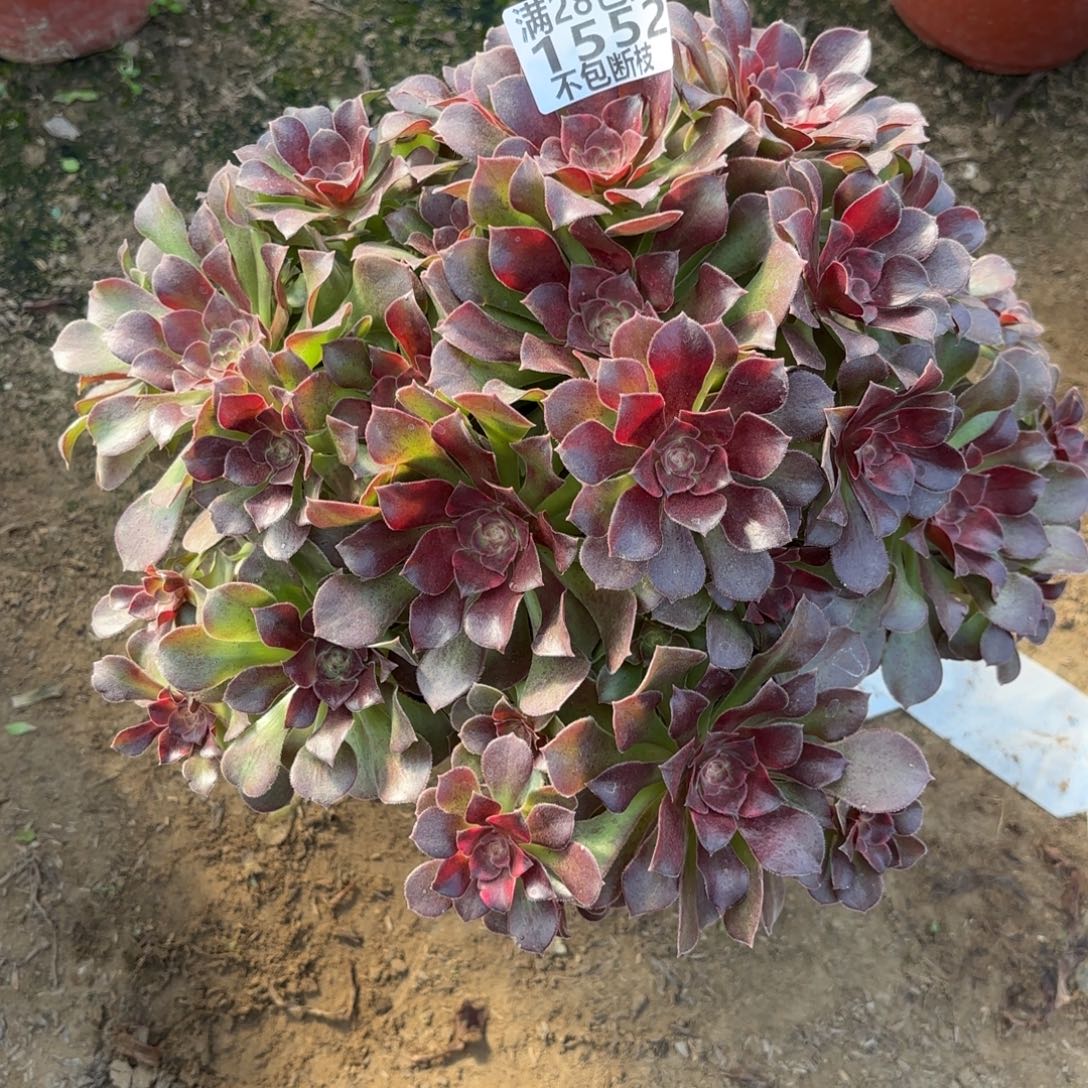 M. 1552韶秀七彩多肉1，cade