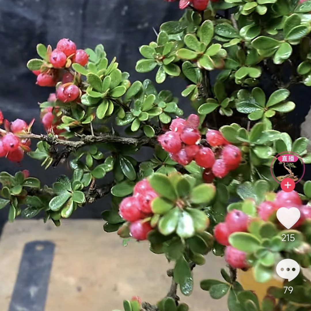 金花小檗盆景树纯天然金枝玉叶女贞海棠桃金娘野生花卉盆景素材