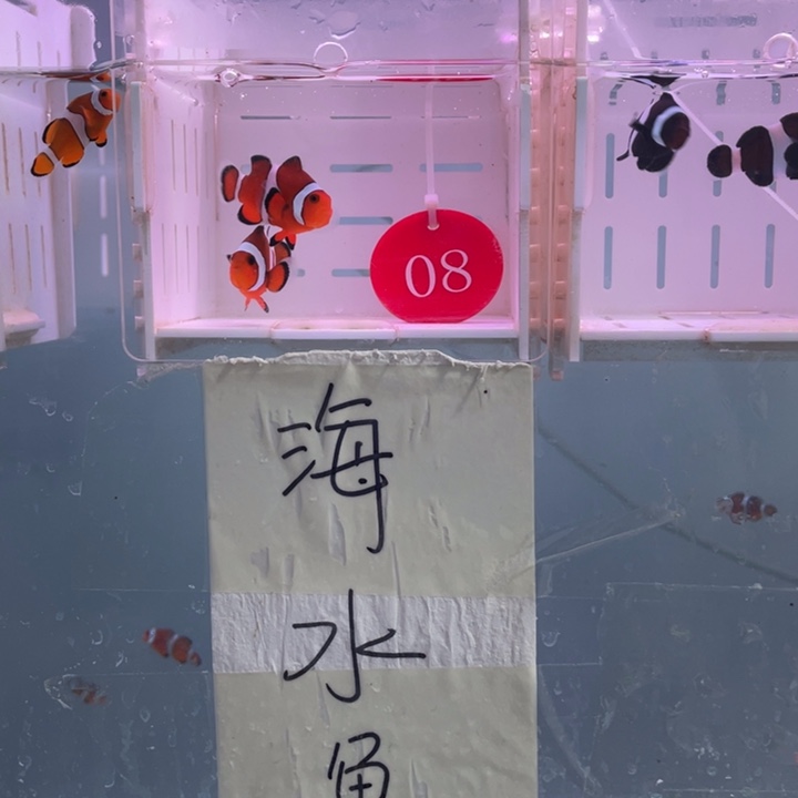 海水鱼精品黑边2条4-5