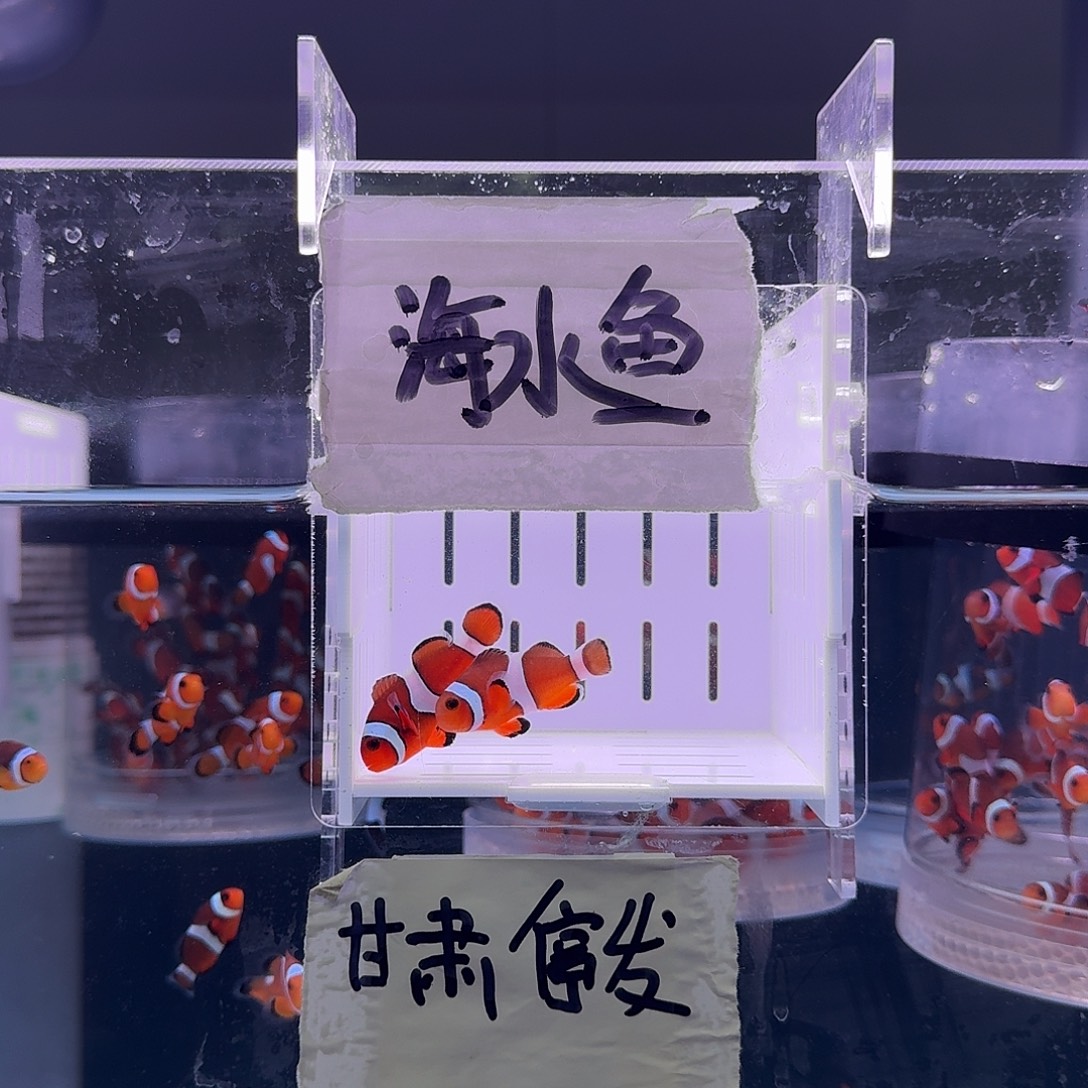 海水鱼4精品黑边公子一对