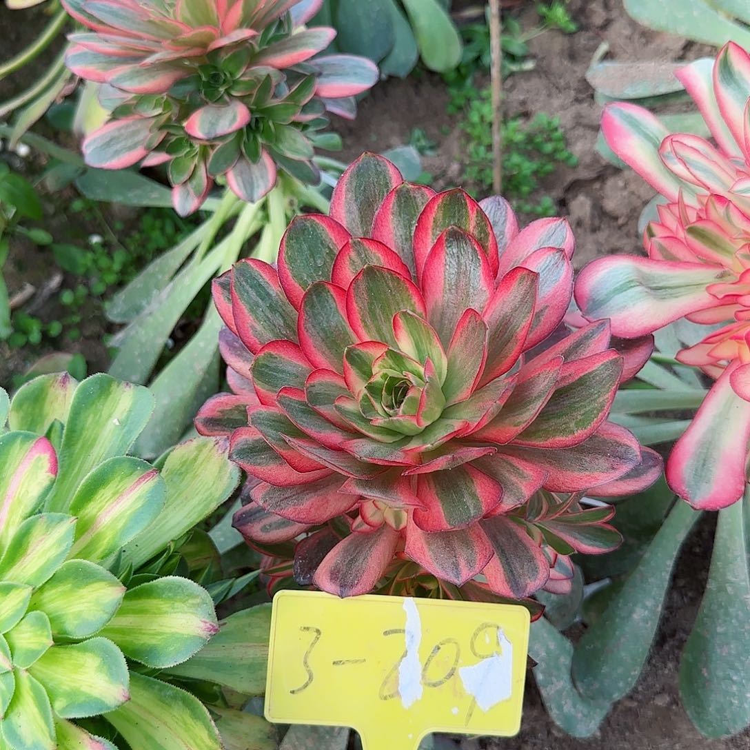 3-209--多头多肉植物