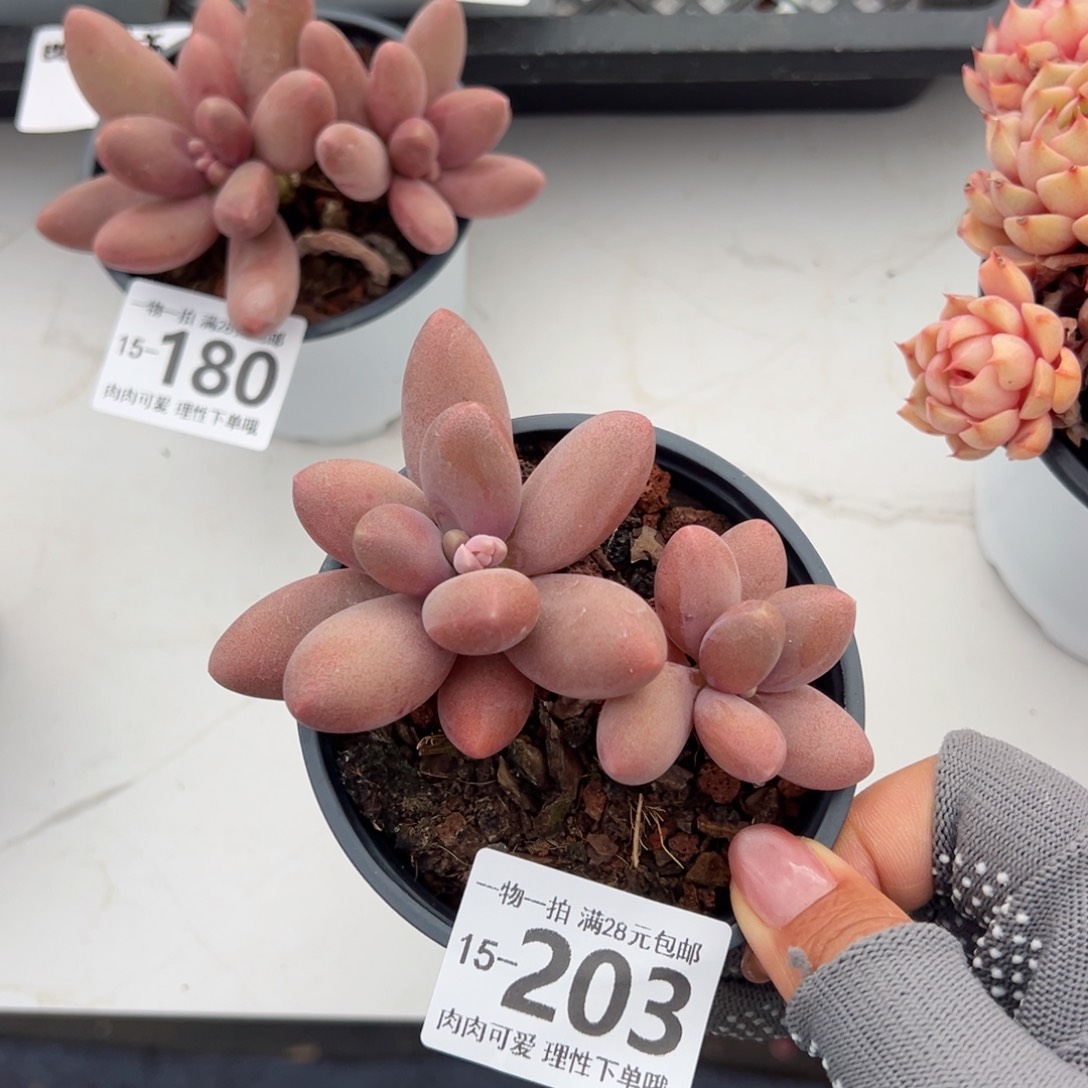 糖果美人多肉多肉多肉