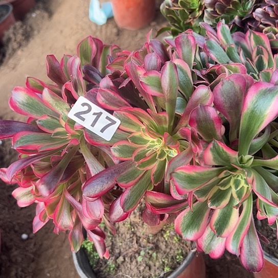 暖***多肉植物一个美杜莎