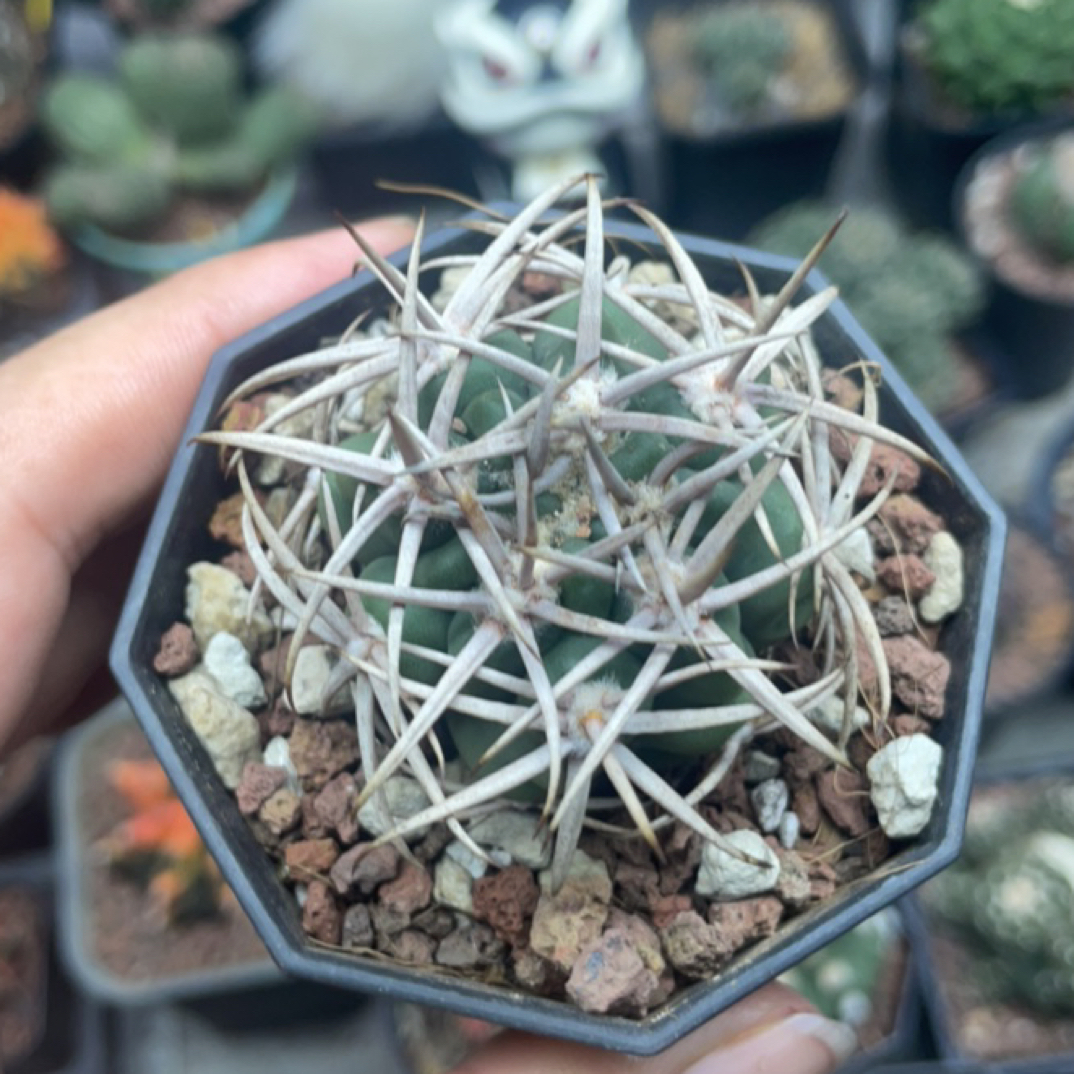 碧岩玉实生一图一物
