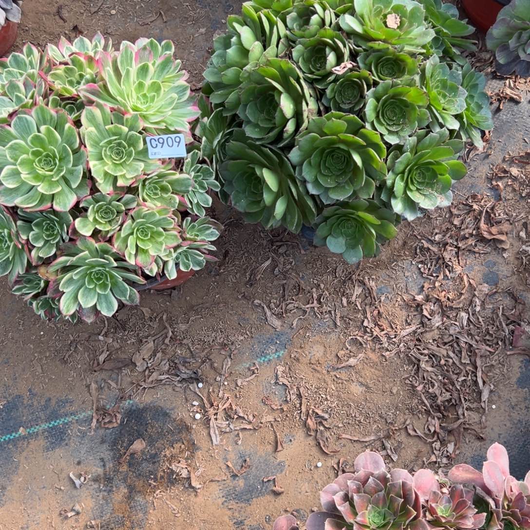 909两颗组合多肉植物