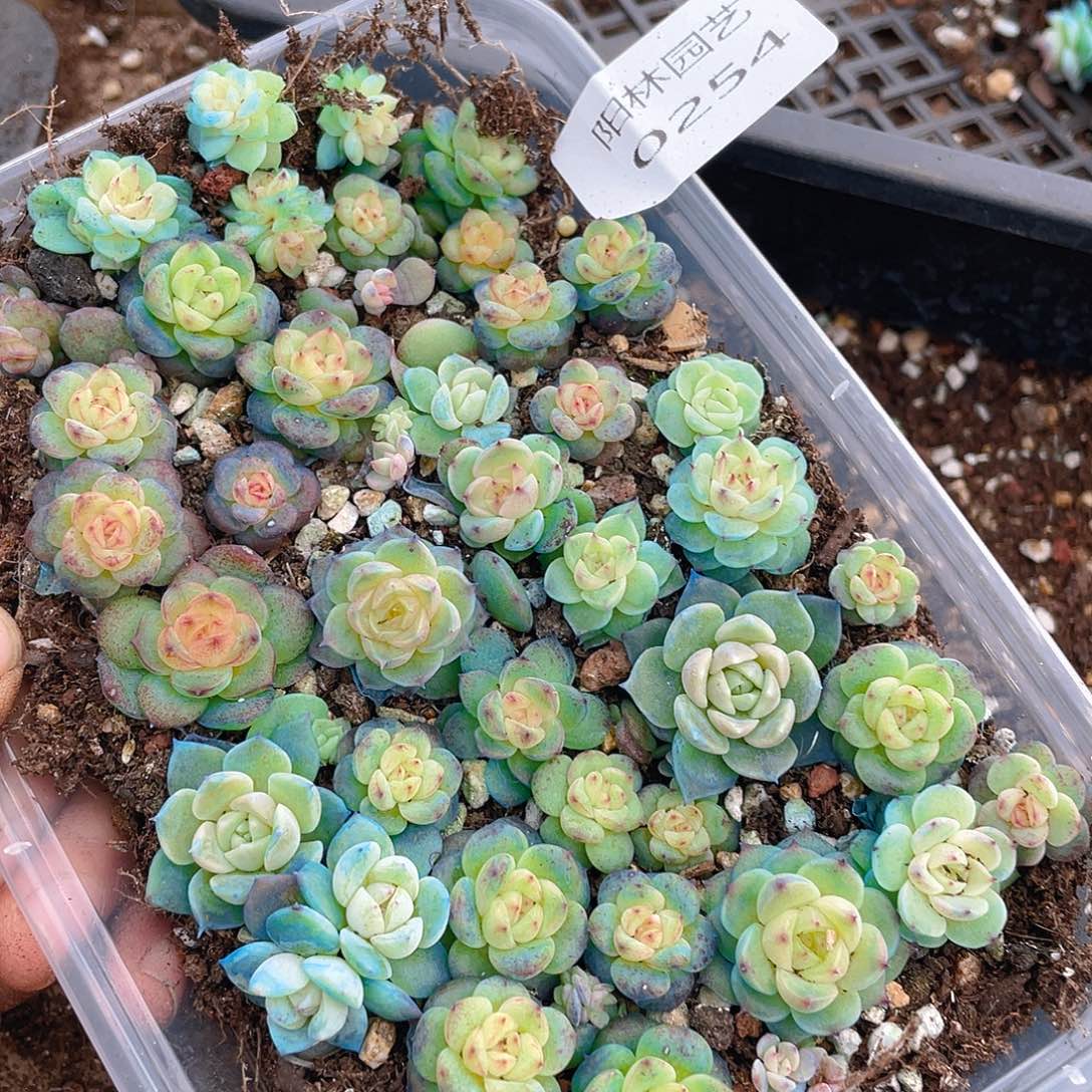 *****多肉植物多肉植物254