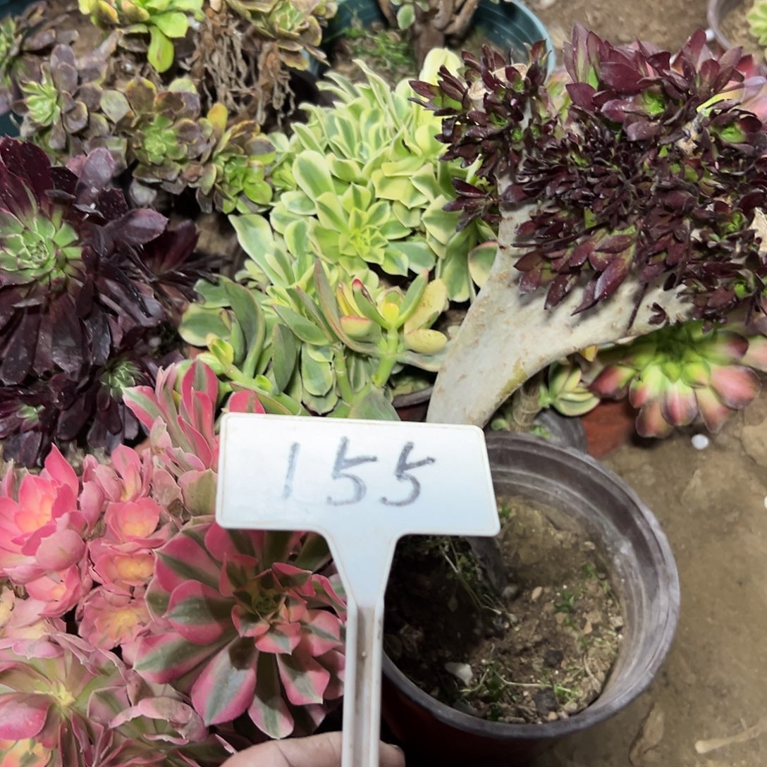 艾***多多肉植物组合法师155