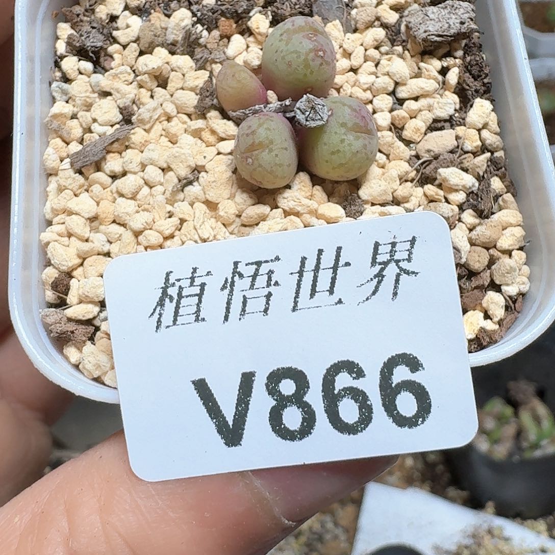 866盒多肉植物哇我许个