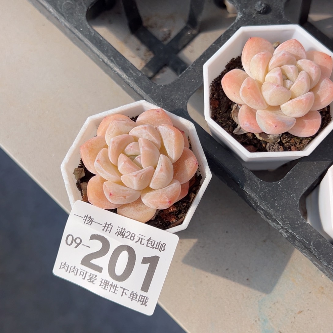 和田玉多肉多肉多肉多肉