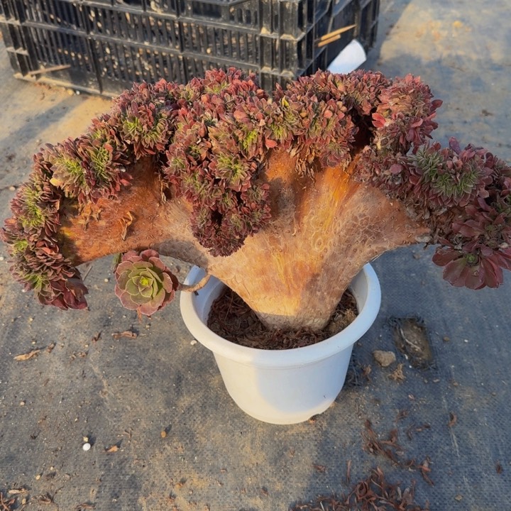 万圣节有瑕疵 鹅家法师特价06