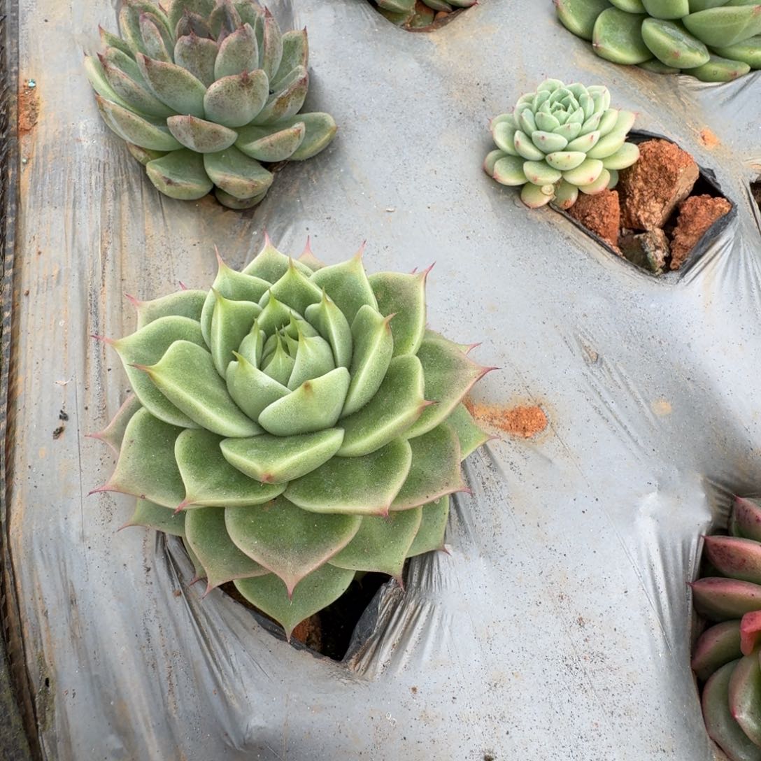 麦秆一颗一物一拍30-90