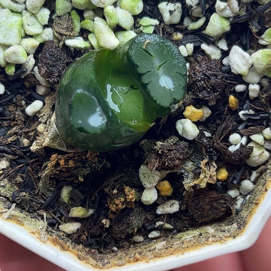 大爆炸十二卷多肉植物