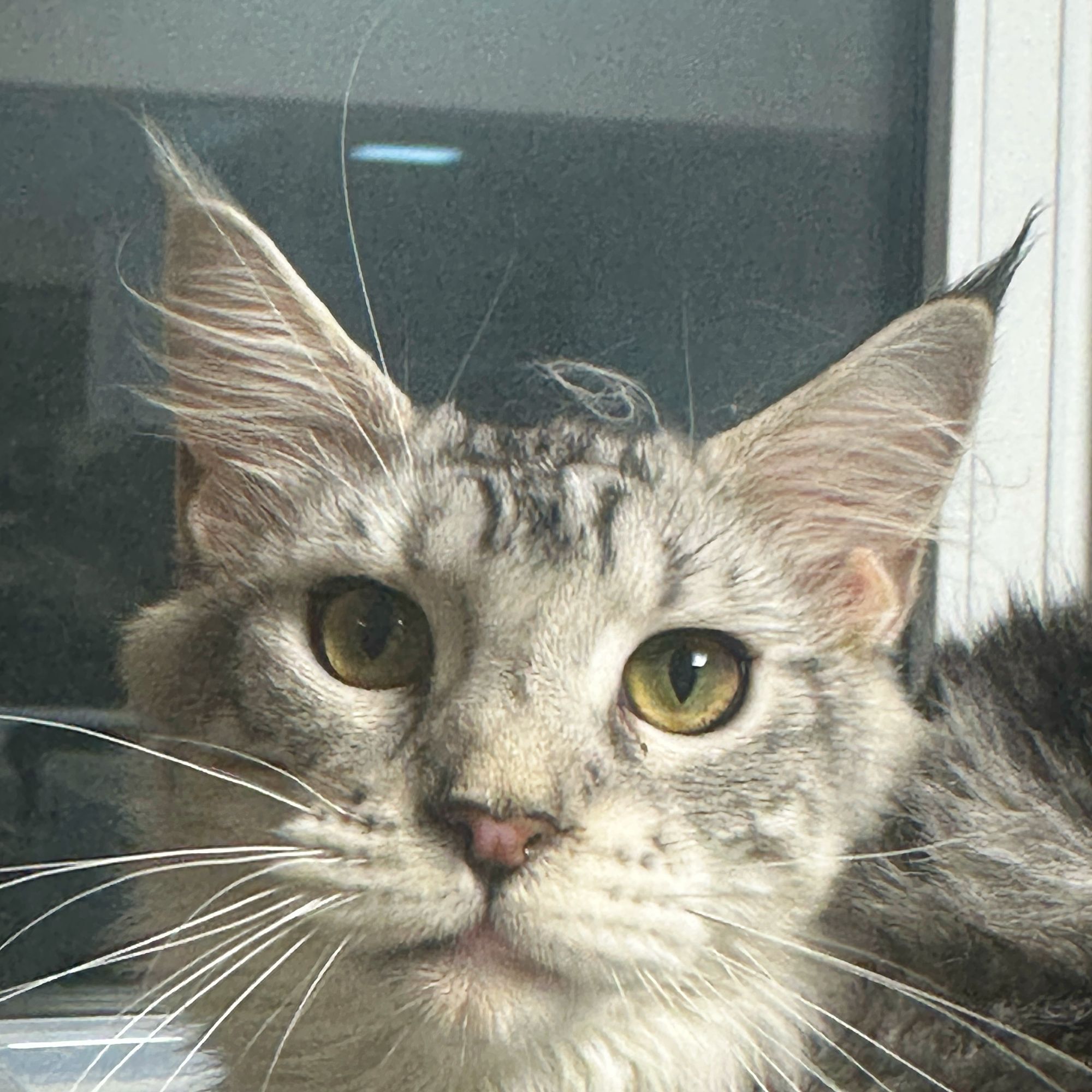 来了姊妹-银虎斑加白缅因猫-妹妹-44