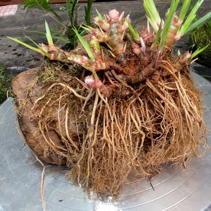 用***7无花朵石菖蒲在这