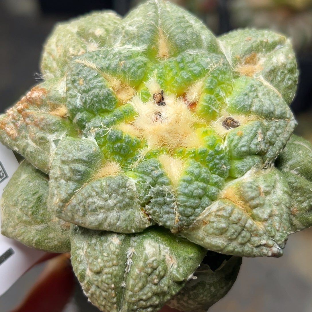 622，仙人球的世界里有