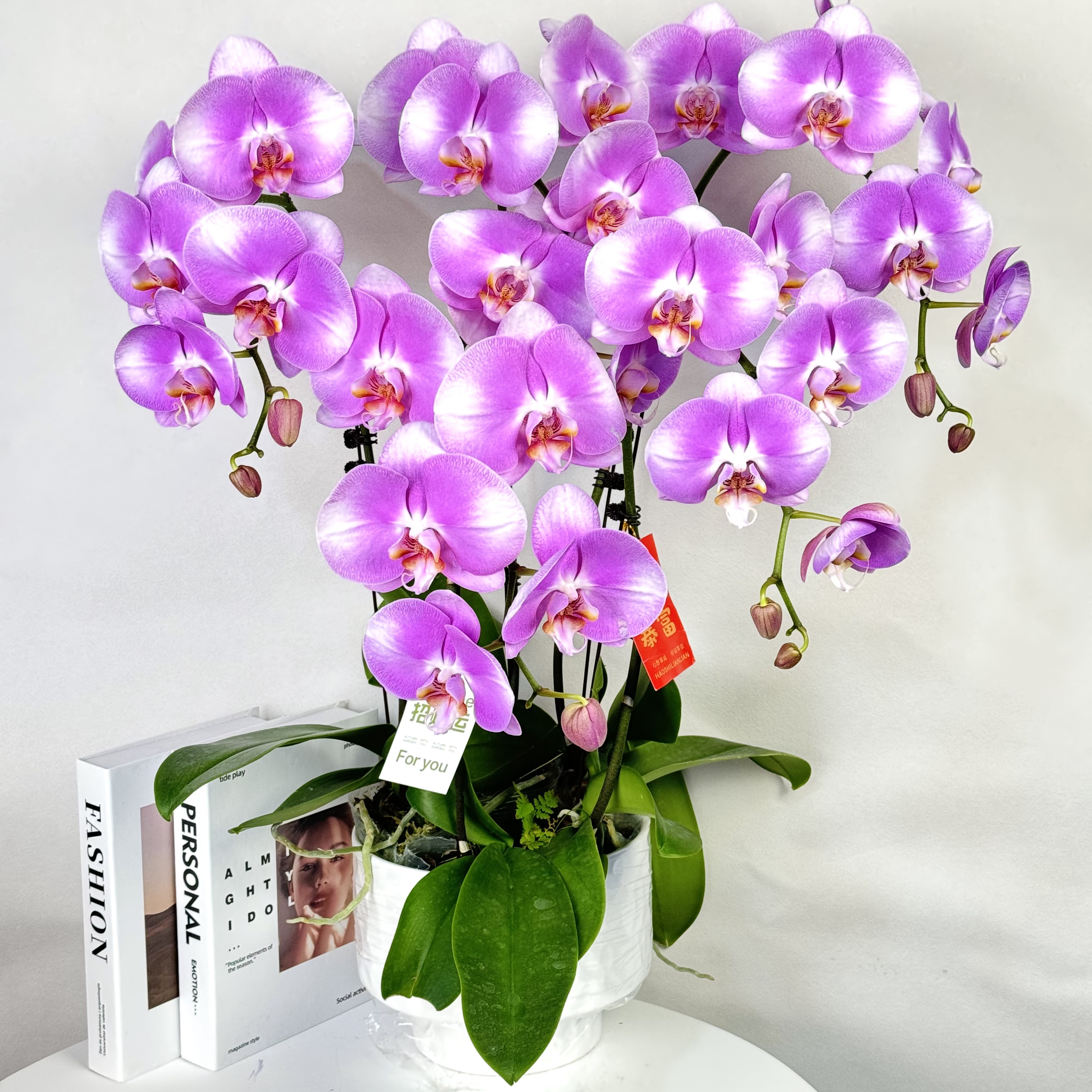 【大明星】欧品3.0杯寸高档大气优雅大花型粉色唯美蝴蝶兰