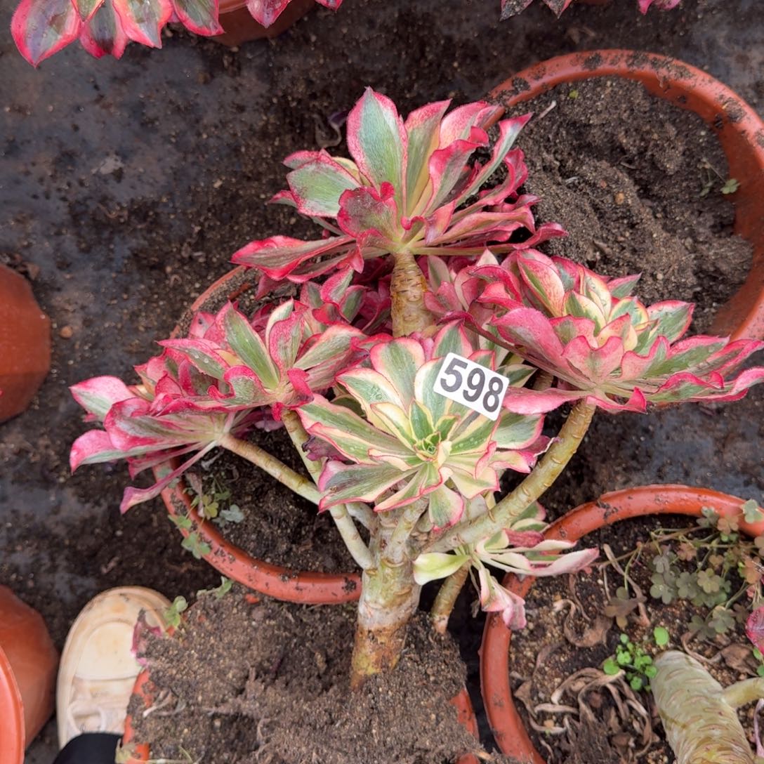 南****598多肉植物魅影多肉