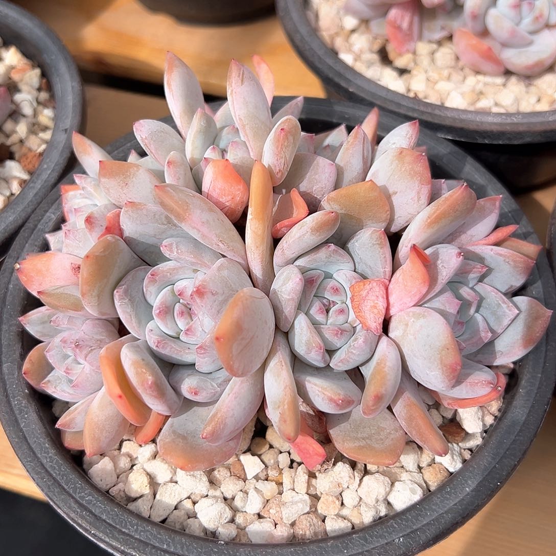 萍*萍聚108米1111111