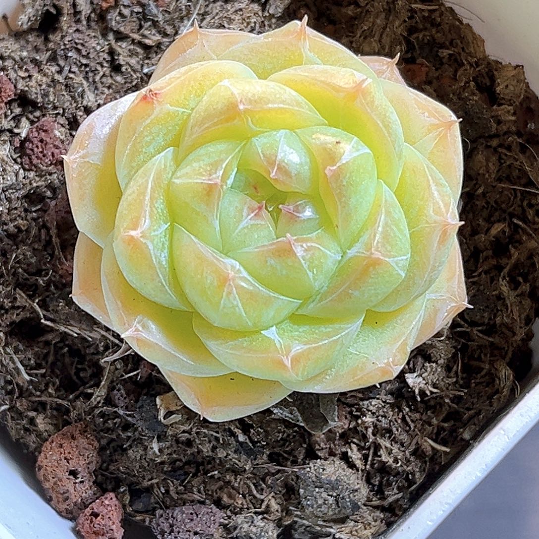 715一物一拍 夏末精控