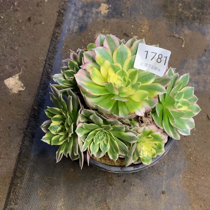 海王多肉断头不包1781