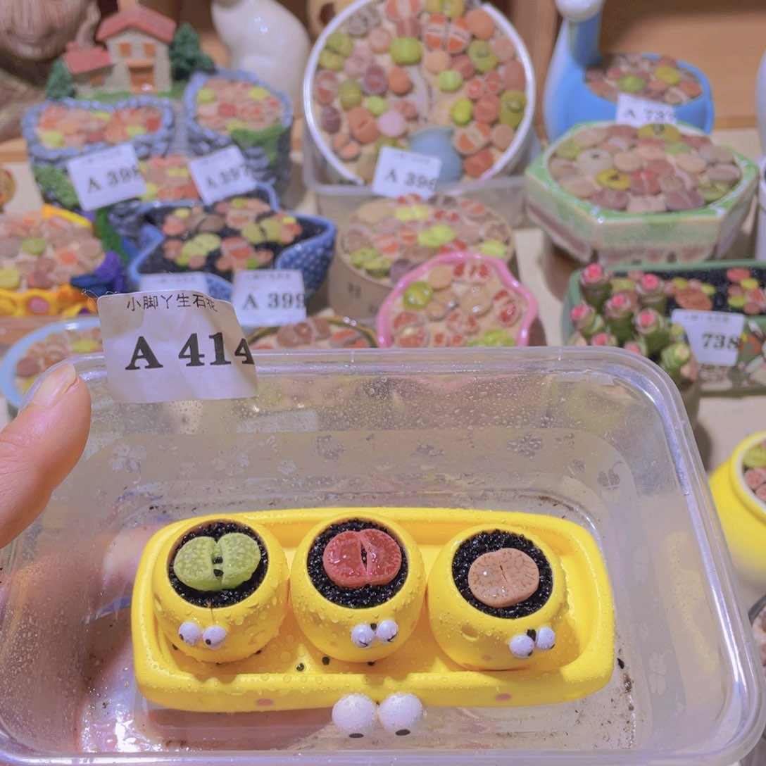 414生石花生石花生石花