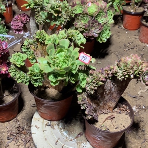 两颗法师一物一拍