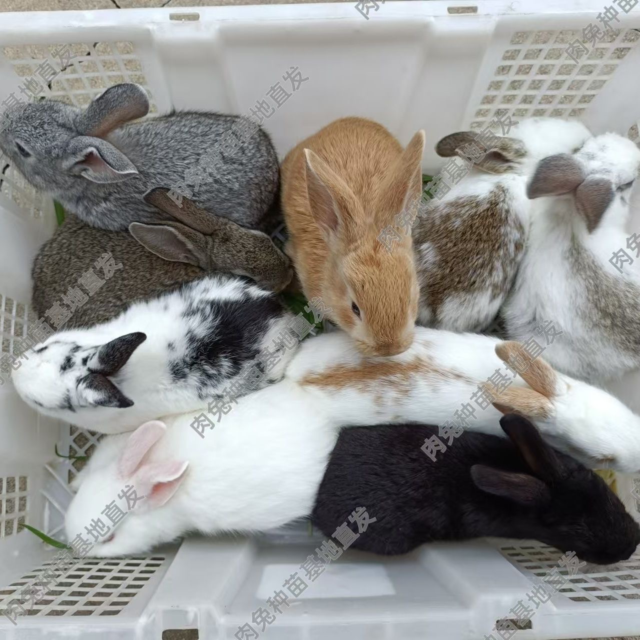 【花兔】肉兔苗兔子活物可繁殖家养宠物兔