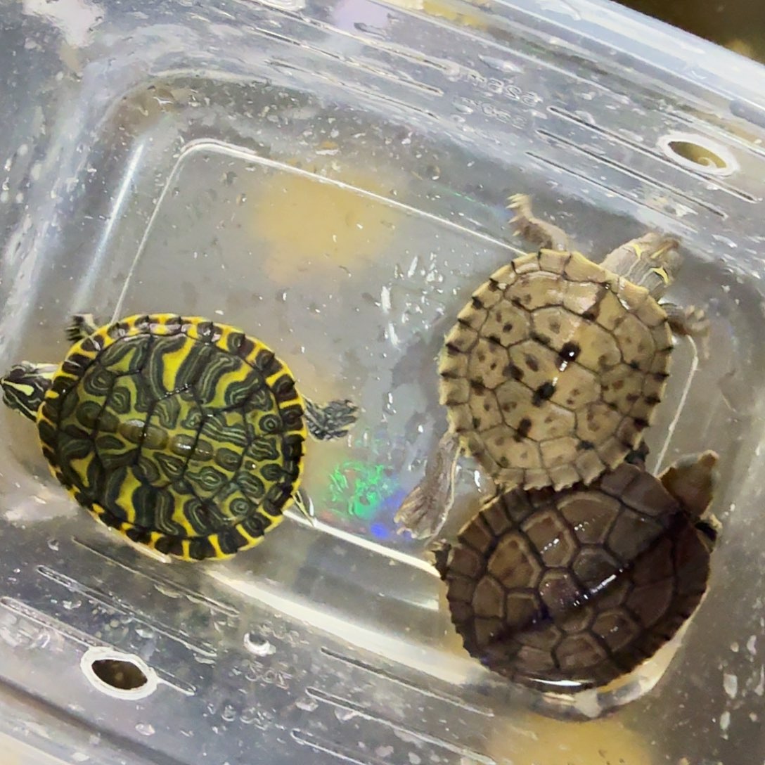 绿毛龟不分公母三只龟龟
