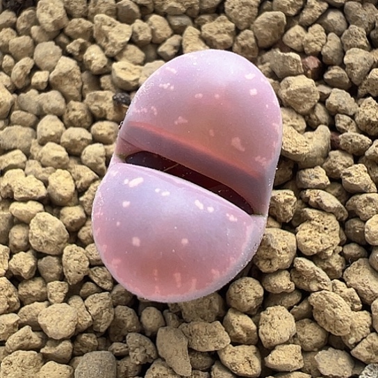 079.岛田红橄榄，.单头1.6