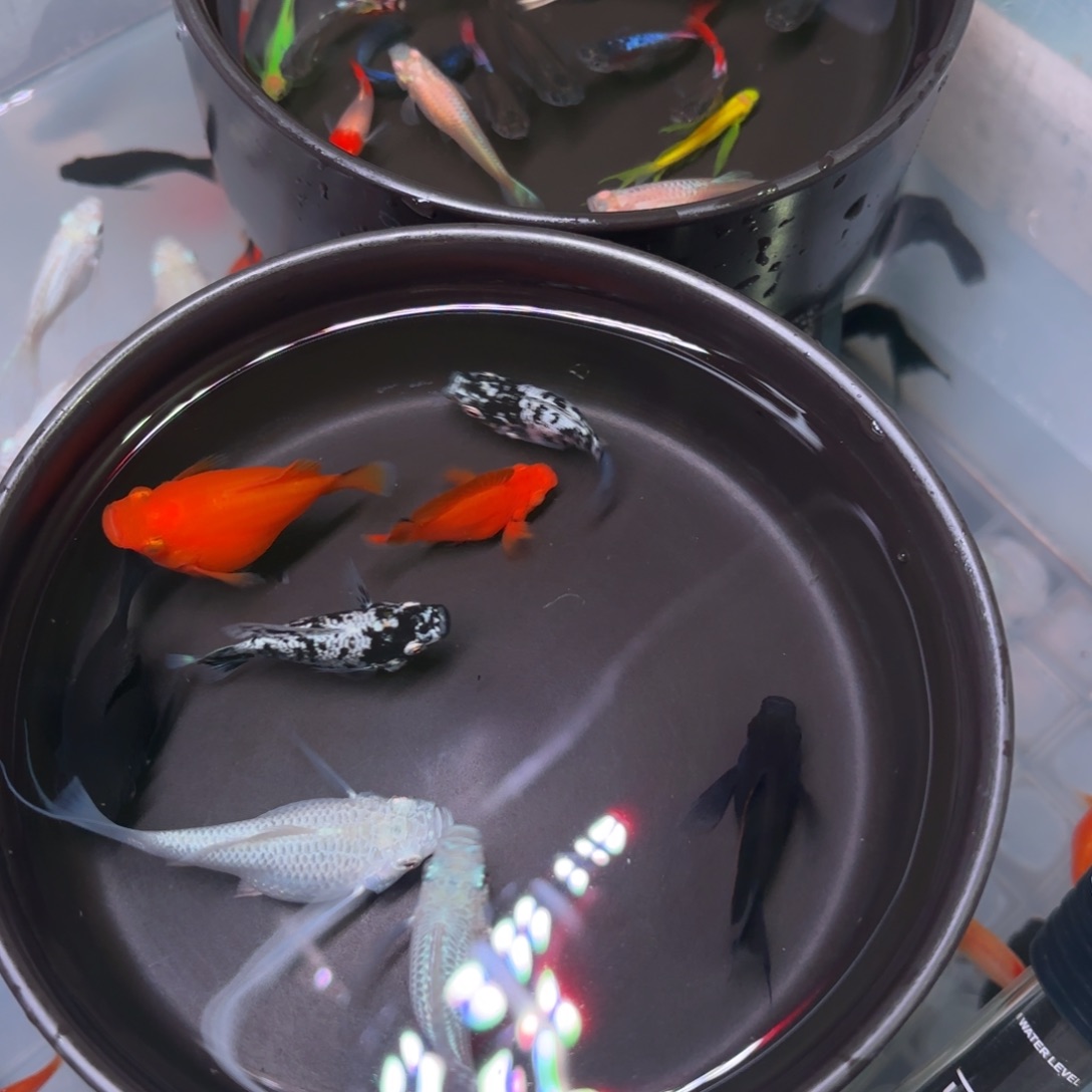 孔雀鱼玛丽球种鱼4色6+2备损