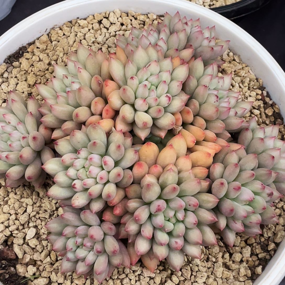 整桩无砍多头大岩子一颗