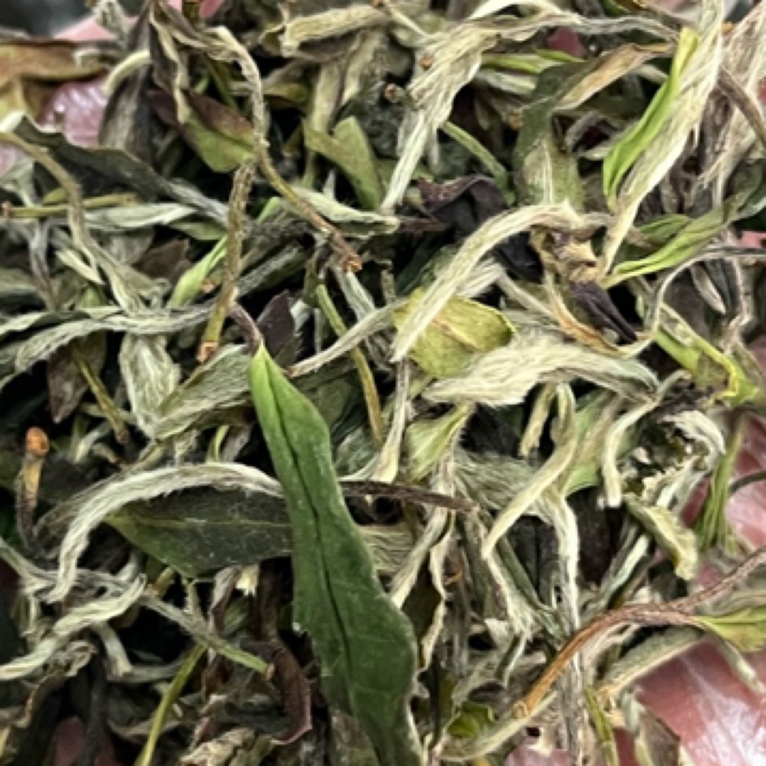 2024年明前采摘的古树茶牡丹