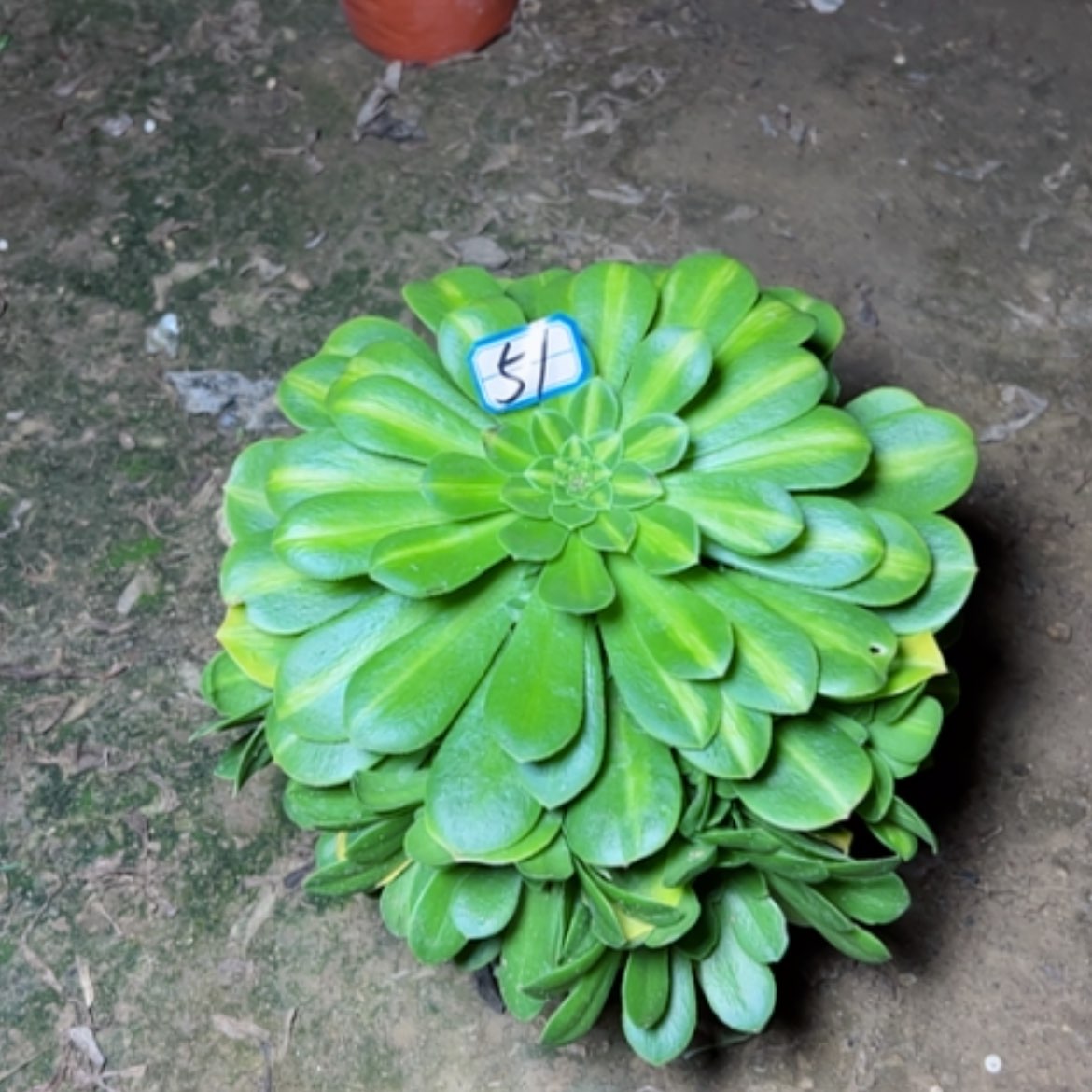 【闪购商品】多肉植物中班51