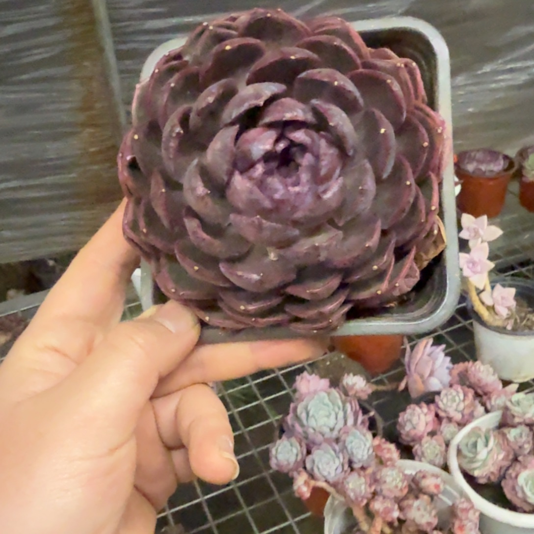 溜溜球单头控养老桩