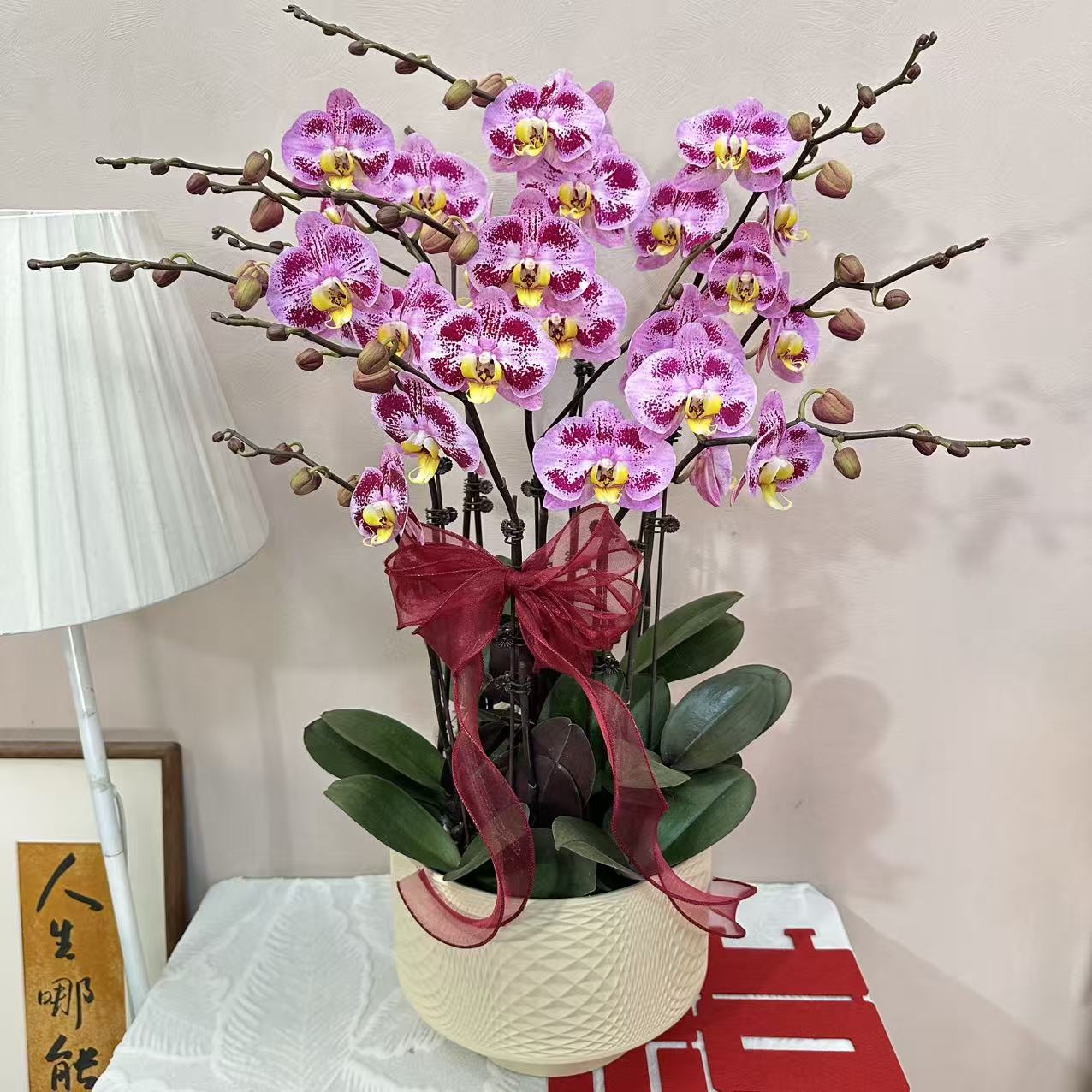 蝴蝶兰《太妃糖》 轻奢高级 耐开好养 室内花花 送礼首选 