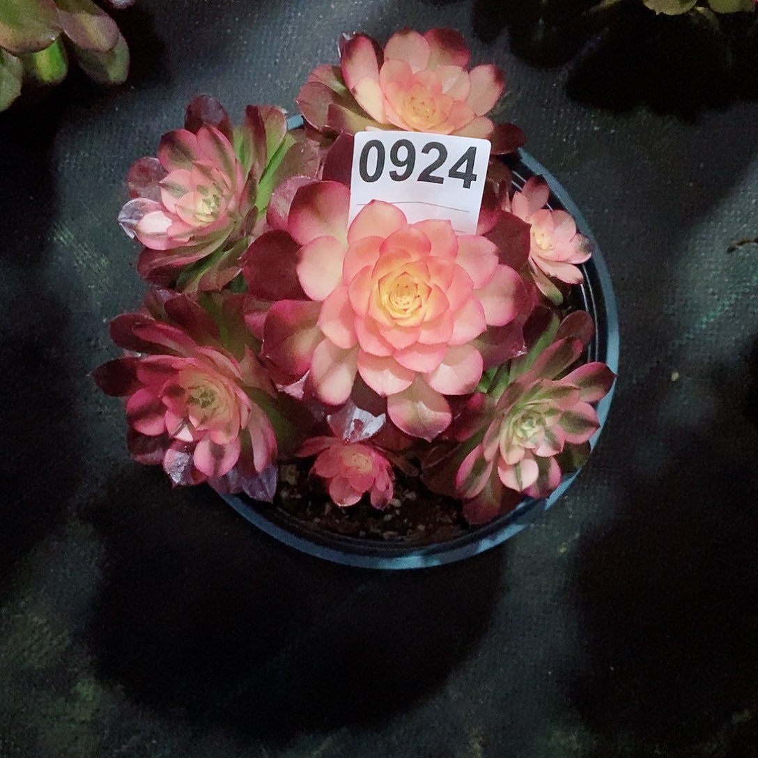 红陶阳****60924荔枝4冠服17