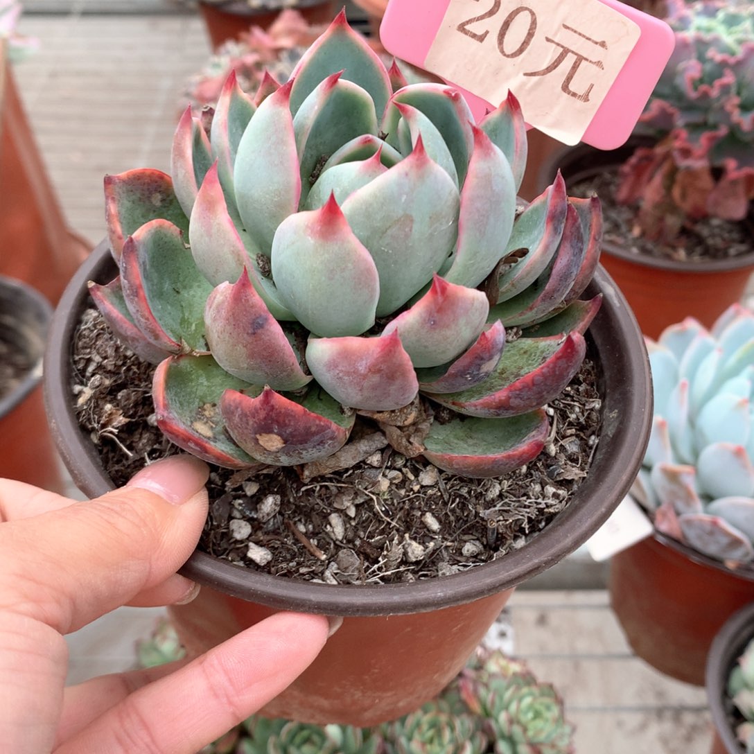 用****4惊鸿单头多肉植物