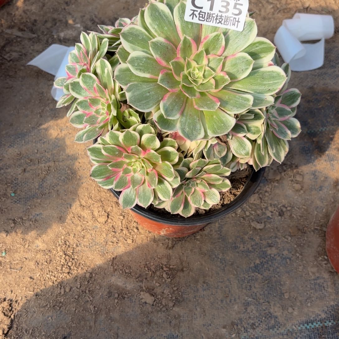 N. 135孔雀翎多肉。ceen