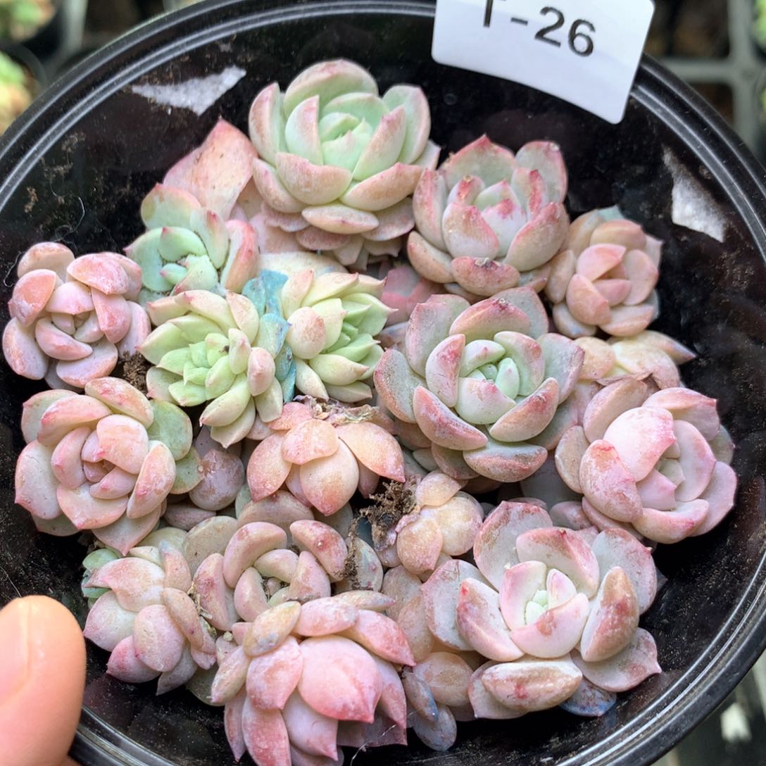 T26 珍妮糖心巫拉拉混合组合