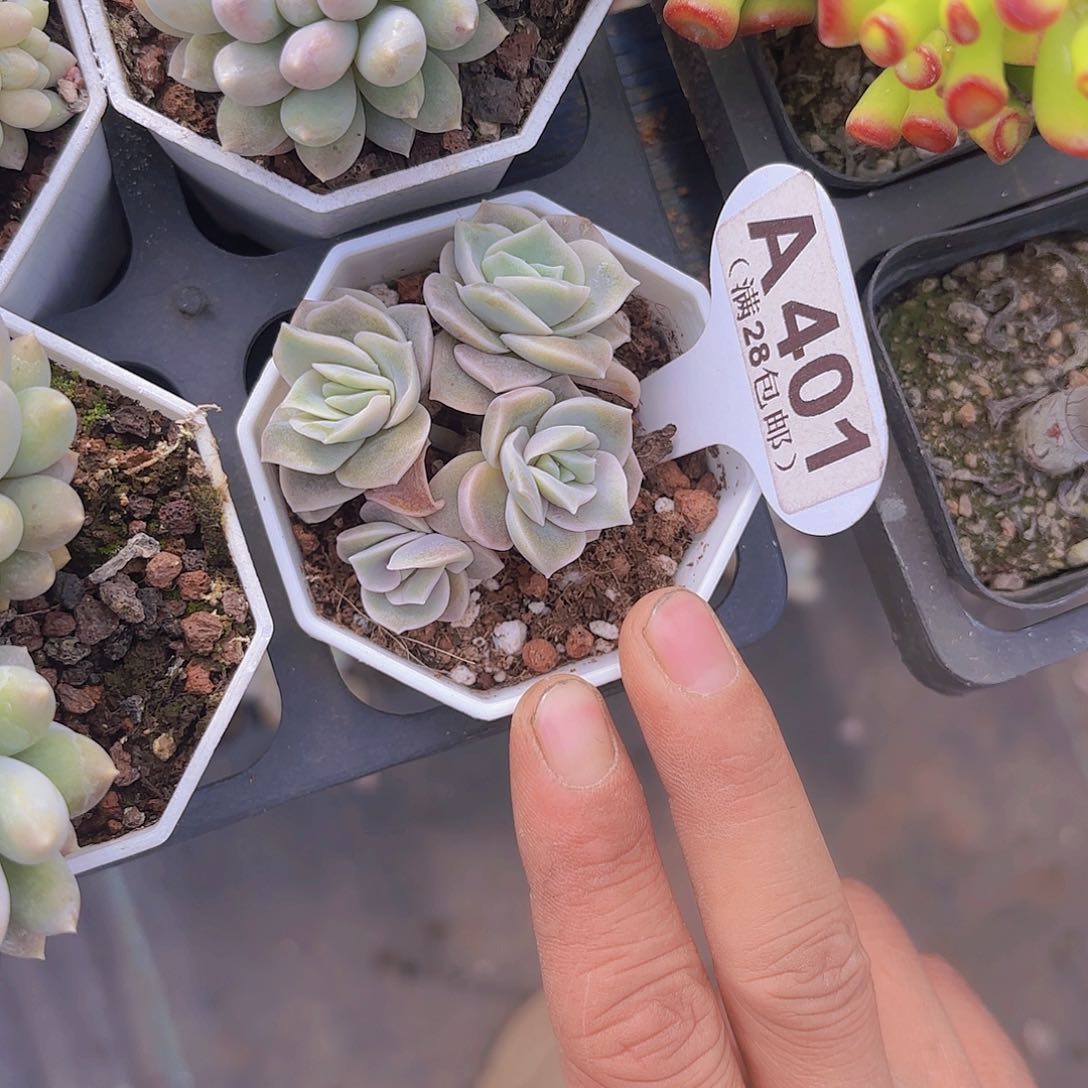 A401可爱玫瑰一物一拍